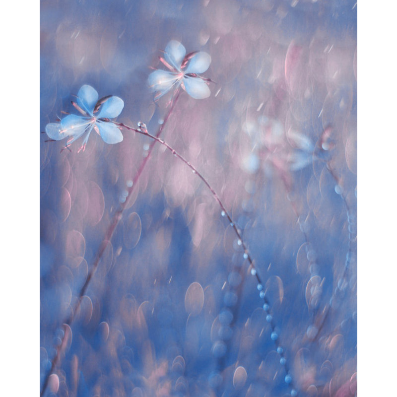 Wrapped Canvas Print, 50.8 cm H x 76.2 cm W
