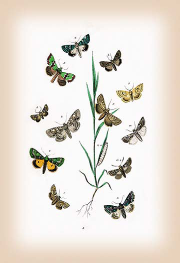 Moths : cleophana anarrhini, et al. par l kirby, impression