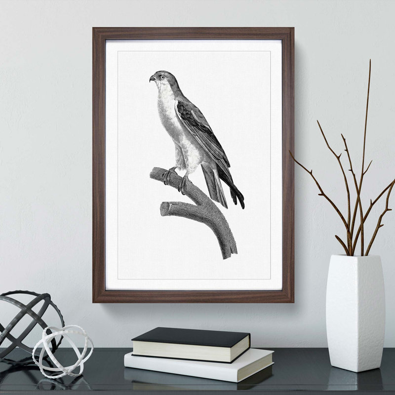 Black-Winged Kite Bird - Picture Frame Art Print, 36cm H x 27cm W x 2cm D, Walnut Framed
