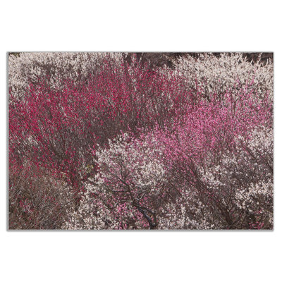 Plum Trees - Wrapped Canvas Print