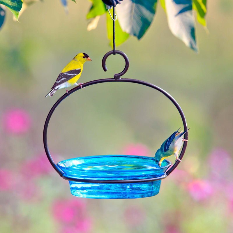 Mangeoire à oiseaux morts sur plateau, Bleu aqua