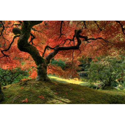 Érable japonais Westernport par Paulacobleigh