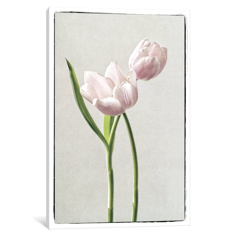 « light tulipes iii », reproduction de photo sur toile tendue, H 8 po x l 12 po x P 0,75 po, Toile tendue, Pas de tapis