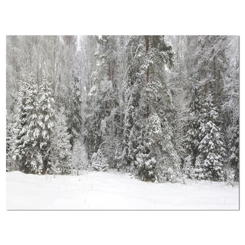 Foggy Winter Forest Panorama - Wrapped Canvas Print, 30" H x 40" W x 1" D