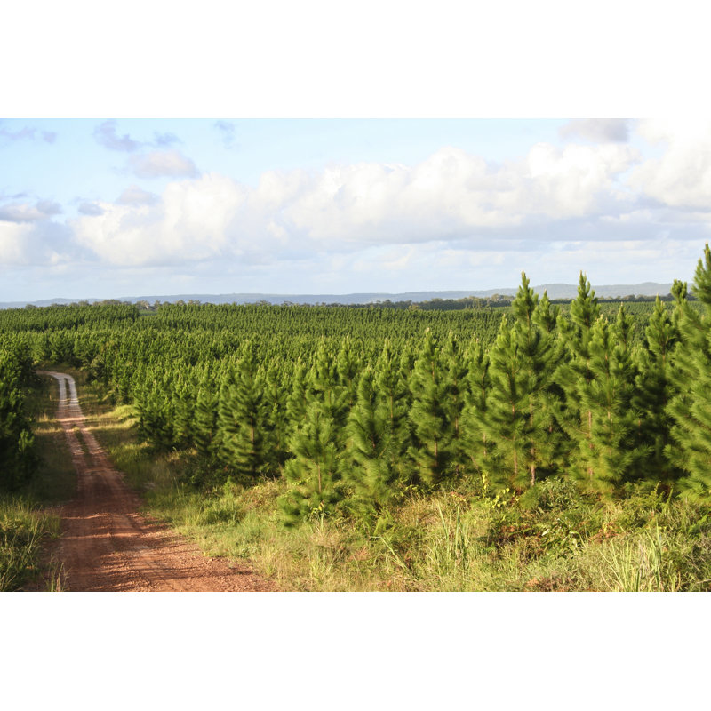 Pine Forest Plantation - Wrapped Canvas Print, 30cm H x 46cm W x 3.8cm D
