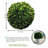 Boxwood Topiary