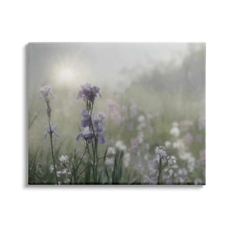 «Morning Violet Field Blooming Sung Glare», photographie sur toile tendue XXL par Lori Deiter, H 36 po x l 48 po
