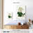 Keiri Oakleaf Hydrangea-108424252