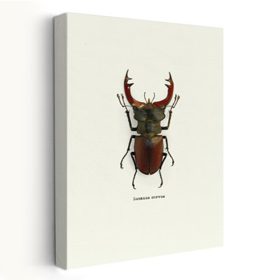 Beetle Red - Animals Insects Art