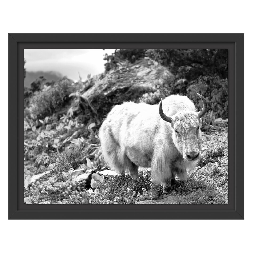 Gerahmtes Wandbild Schönes Yak Himalaya Kunst B&W