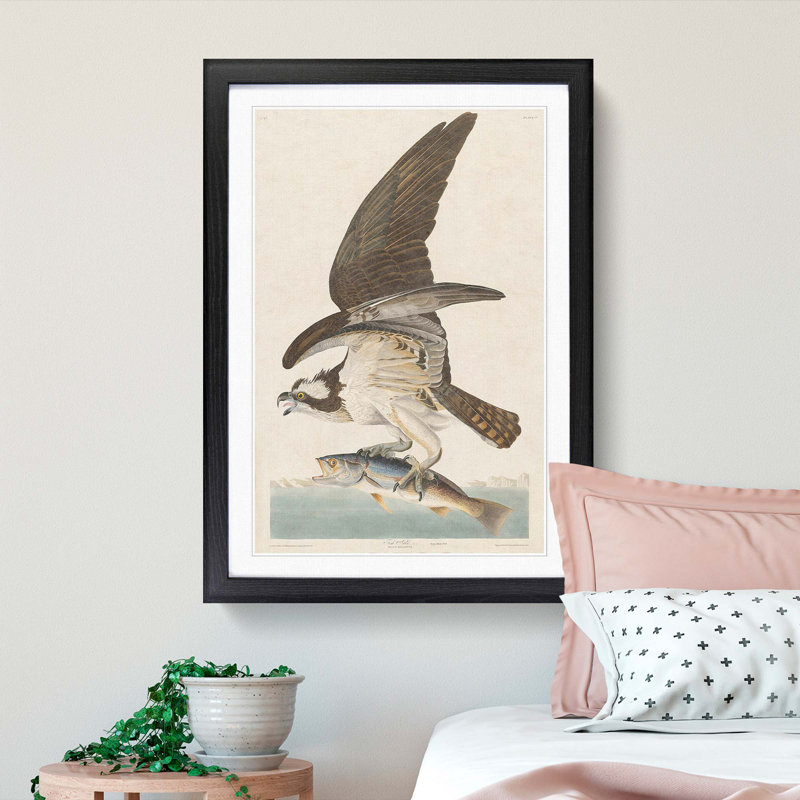 Osprey by John Audubon - Picture Frame Painting Print, 36cm H x 27cm W x 2cm D, Black Framed