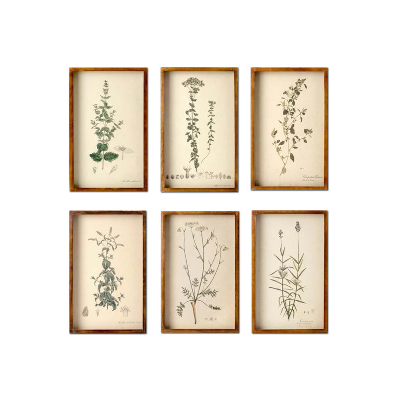 Collected Botanical Framed Prints