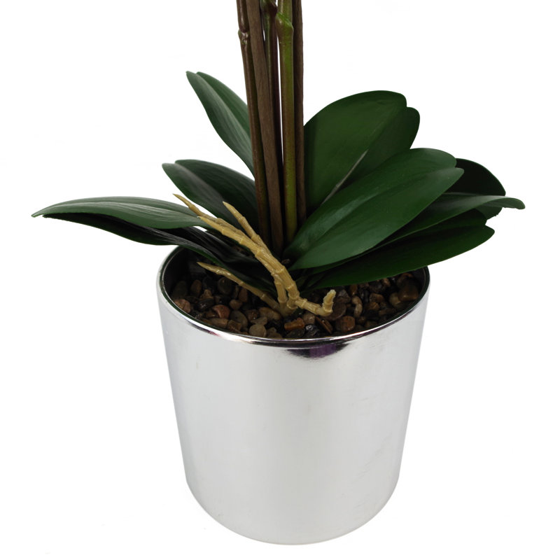 Angelean 52cm Plant