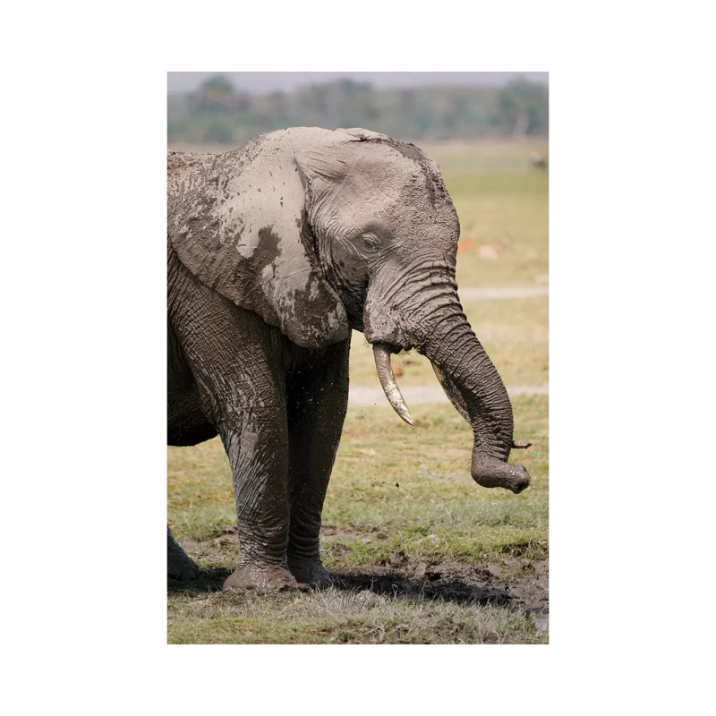 African Elephant Mud Bathing, Masai Mara, Kenya by Hiroya Minakuchi - Wrapped Canvas Print, 20.32 cm H x 30.48 cm W