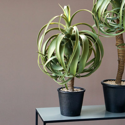 Faux aloès en pot
