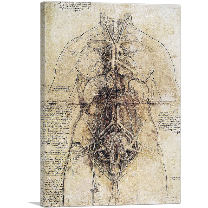 " Anatomical Study 1510 " by Leonardo Da Vinci Painting Print, 26" H x 18" W x 0.75" D