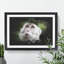 Macaque Monkey - Picture Frame Graphic Art-62802281-62802277