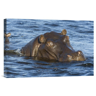 " Hippopotamus "