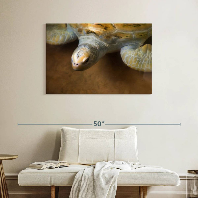Grande tortue Brampt, H 26 po x l 39 po
