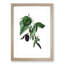 Black Mulberry Plant Illustration - Framed Print-55512497-55512495