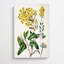 Daisy Brachyglottis Flowers by J.W. Audubon - Wrapped Canvas-55342537