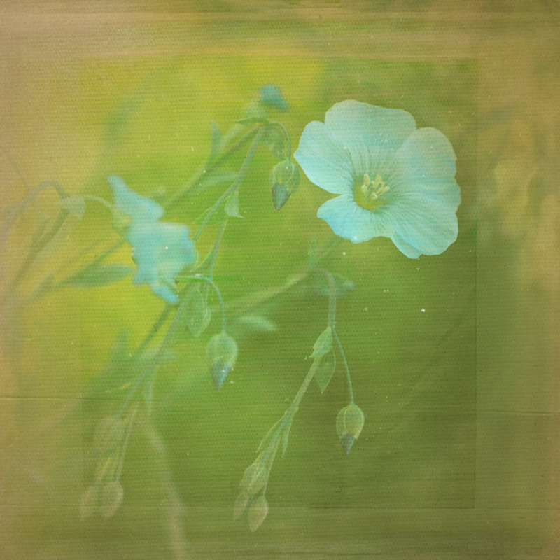 White Flowers VI 1 Piece Wrapped Canvas Wall Art, 91cm H x 91cm W
