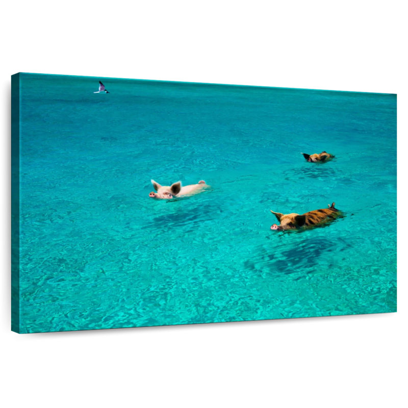 Brampt Pigs In Exuma Cays, 30" H x 45" W