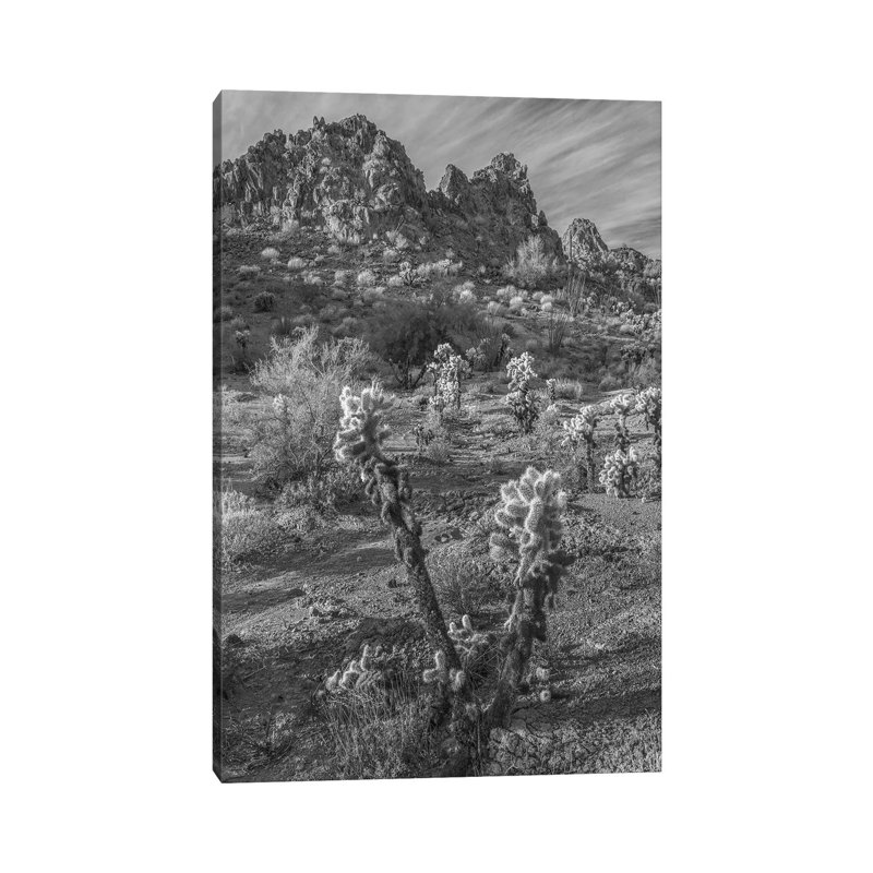 Teddy Bear Cholla Cacti And The Crater Range, Arizona by Tim Fitzharris - Gallery-Wrapped Canvas Giclée on Canvas