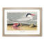 Cayenne Tern Bird with Crab by John James Audubon - Picture Frame Painting Print-55621043-55621042