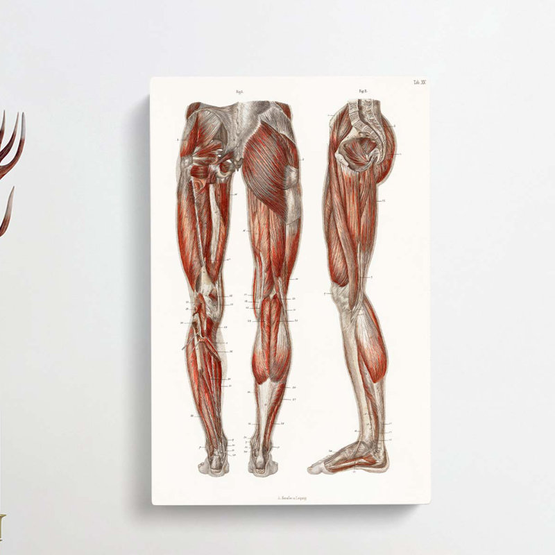 Anatomy Of The Leg Muscles by Carl Ernst Bock - Wrapped Canvas Print, 60cm H x 40cm W x 3cm D
