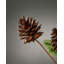 6.1cm Solid Colour Pick
