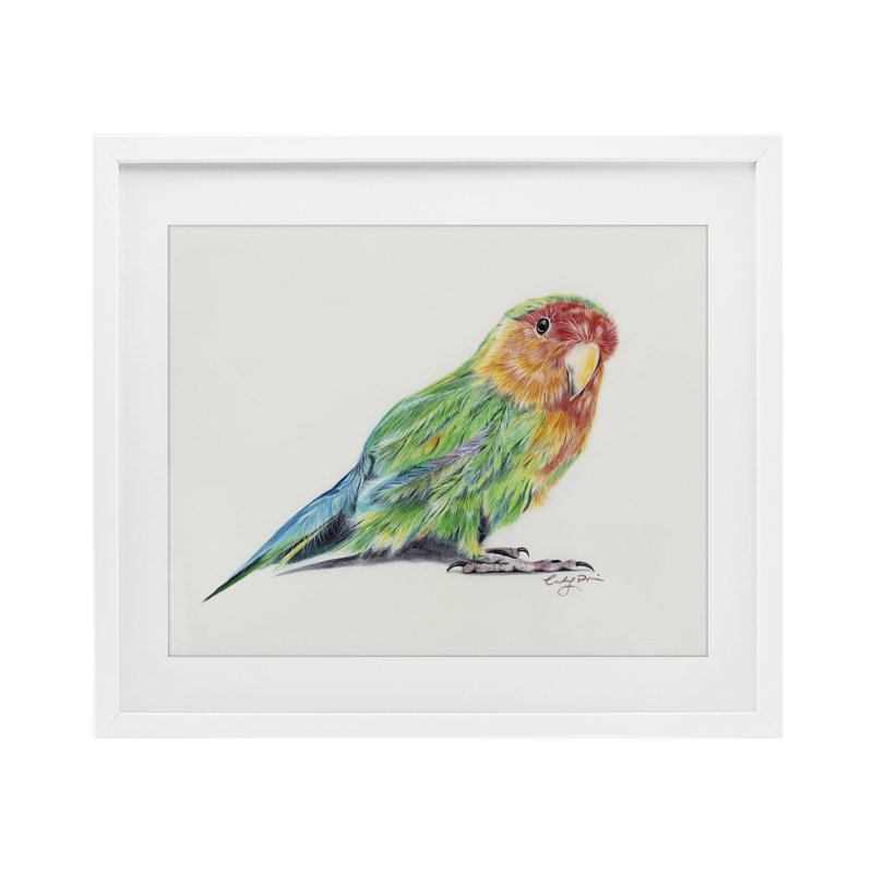 «Rainbow Gradient Parakeet», reproduction encadrée sous verre, conception de Cady, H 17 po x l 21 po, Cadre blanc côtier