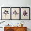 Étude de tulipes antiques I - reproduction encadrée sur mesure de qualité supérieure mate - 3 pièces-1953666469