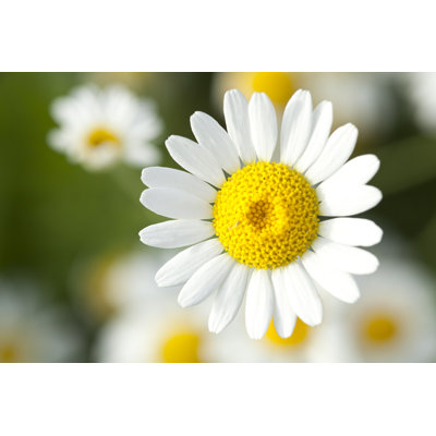 Chamomile - Wrapped Canvas Print