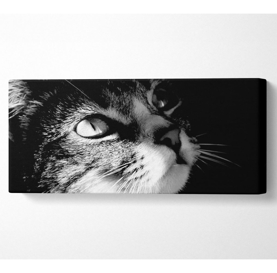 Katze Liebe Panoramaleinwand