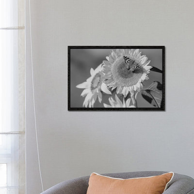 American Painted Lady butterfly on sunflower, New Mexico 1 Piece Wall Art on Canvas