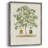 Antique Tree with Fruit VI Framed Print - Solid Wood-1856231053