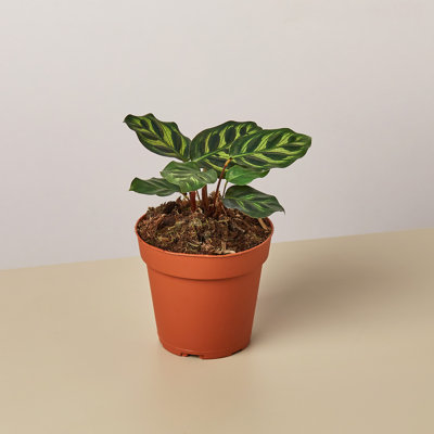 House Plant Shop Live Foliage Plant