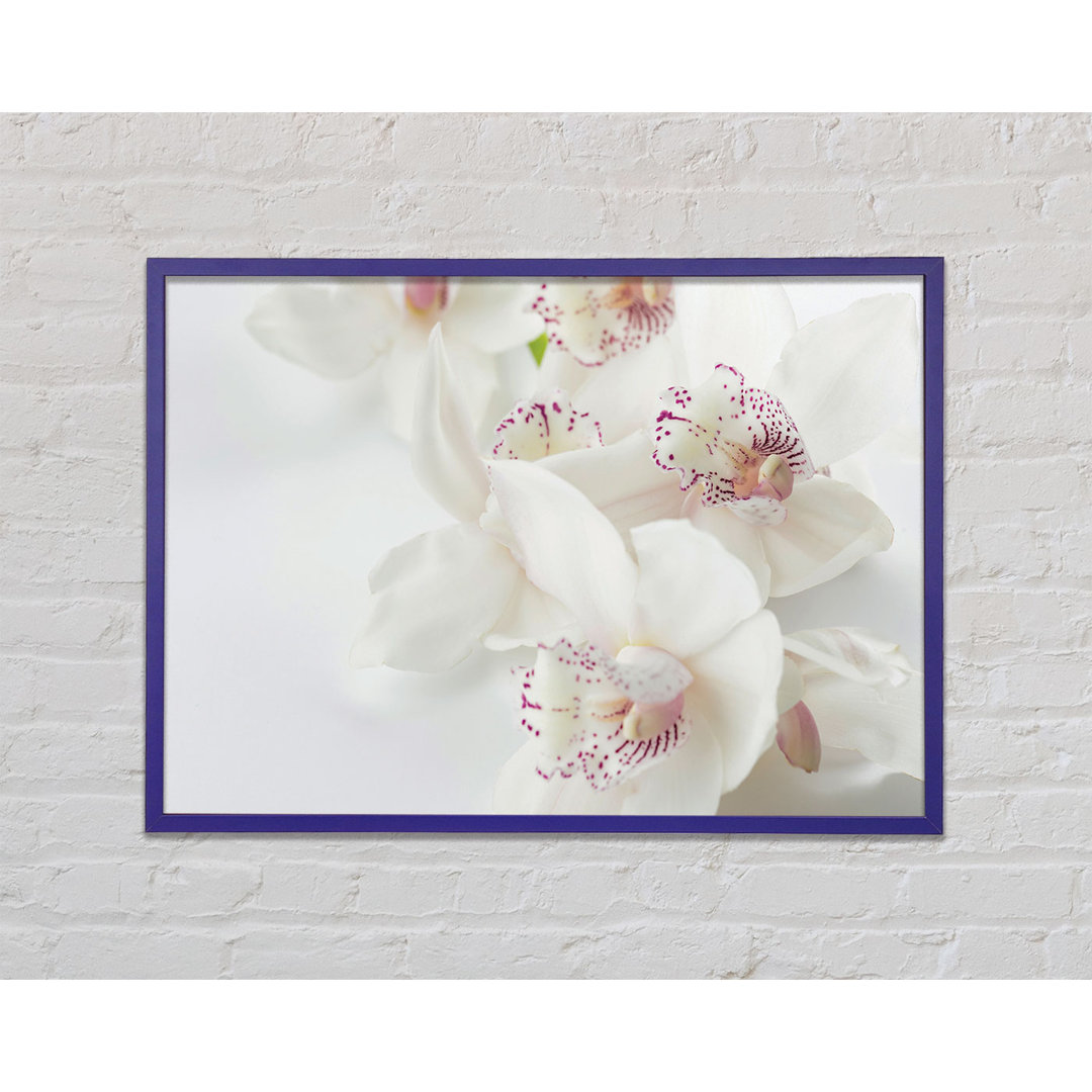 Orchid Bliss Gerahmter Druck