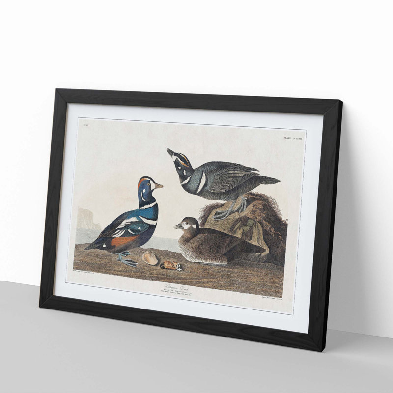 Harlequin Duck by John Audubon - Picture Frame Painting Print, 36cm H x 48cm W x 2cm D, Black Framed