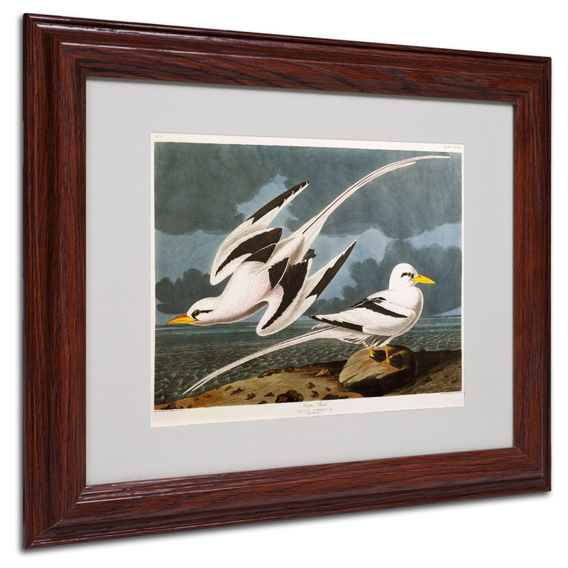 «Tropic Bird» par John James Audubon - reproduction d'art sur toile, H 11 po x l 14 po, Brun