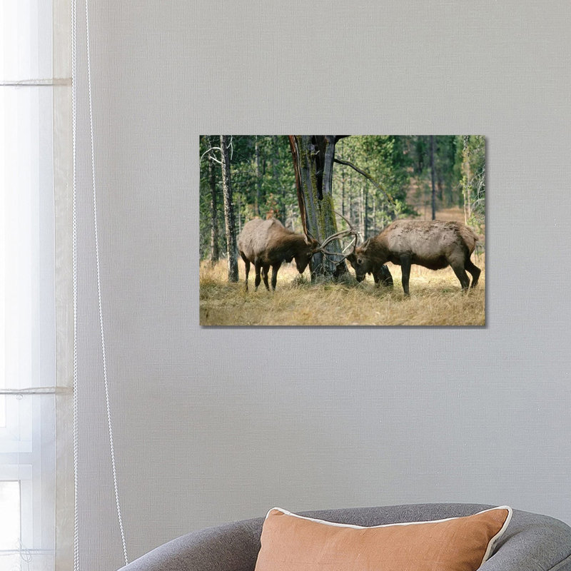 Elk Two Males Sparring Near A Lodgepole Pine Stump, Yellowstone National Park, Wyoming by Michael Quinton - Wrapped Canvas Print