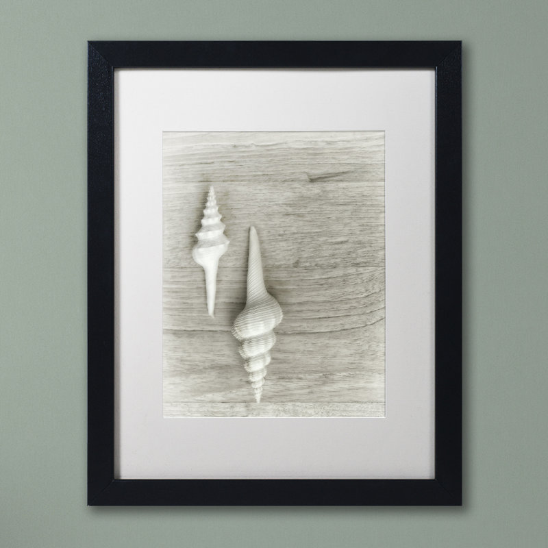 «Two White Shells», reproduction de photo encadrée, H 20 po x l 16 po x P 0,5 po, Noir