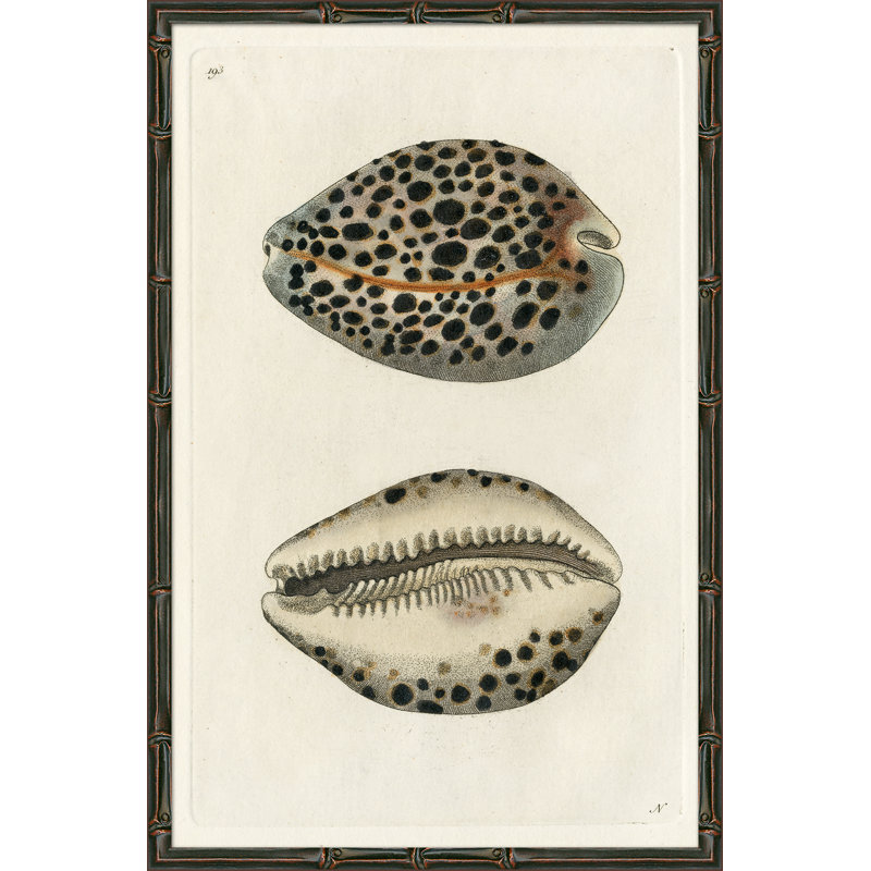 Sea Shell Giclee Print