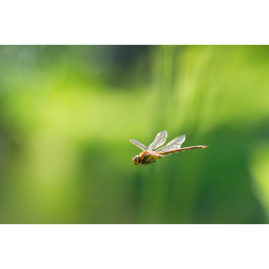 Fliegende Libelle - Kunstdrucke auf Segeltuch