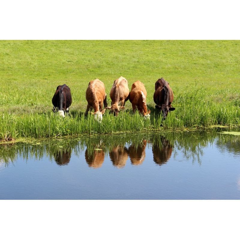 Jersey Cows by Mtreasure - Wrapped Canvas Print, 61cm H x 91cm W x 3.8cm D