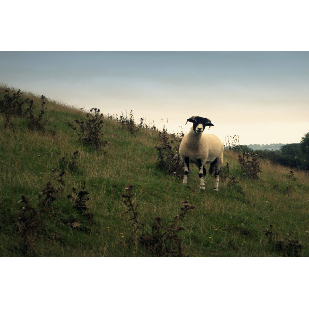 Fotodruck Wooly Friends II