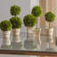 Preserved Greens Boxwood Topiary in Ceramic Pot