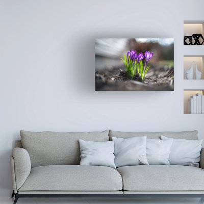 Suzanne Bonin Crocus Canvas Art