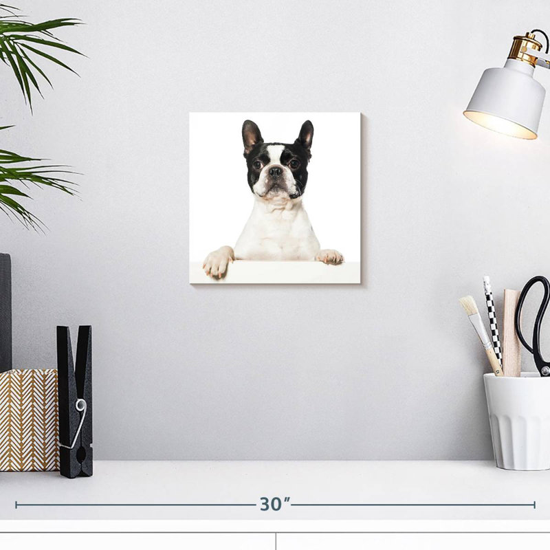Crowle Boston Terrier, H 10 po x l 10 po
